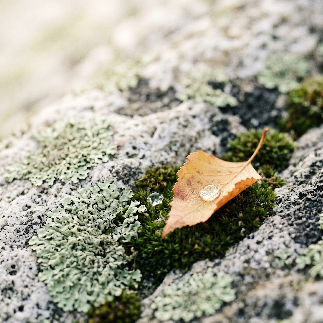 A single leaf resting on moss and lichen, holding two drops of water.